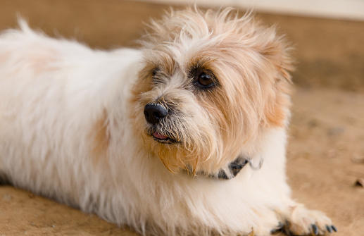A close-up portrait of a charming mixed breed puppy with a captivating combination of long
