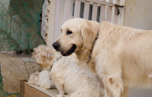 A Golden Retriever nuzzles a shy dog at a pet adoption center