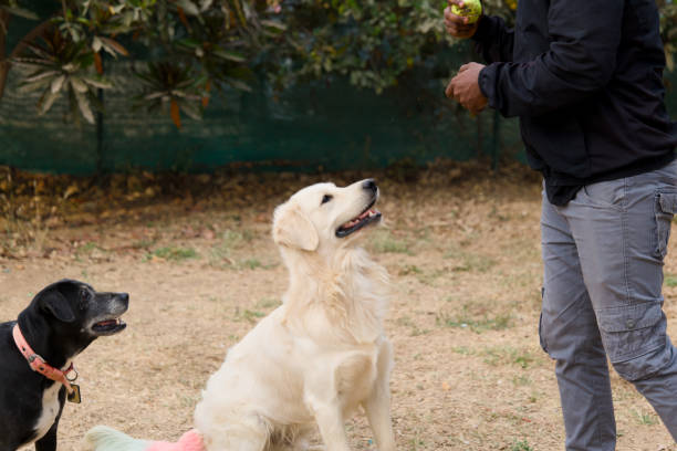 istock two labrador retriever dogs playing with a trainer in a park 2148813270