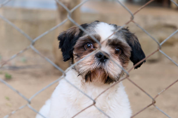 The image captures a moment where an animal, partially obscured, peers through a chain-link fence