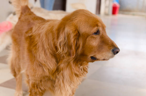 A close-up portrait of a charming Cocker Spaniel dog with soulful brown eyes