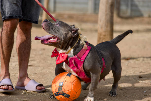 istock Pit bull puppy playing with a soccer ball 2148813320