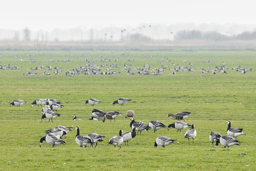 Big group of barnacle geese in grasslands
