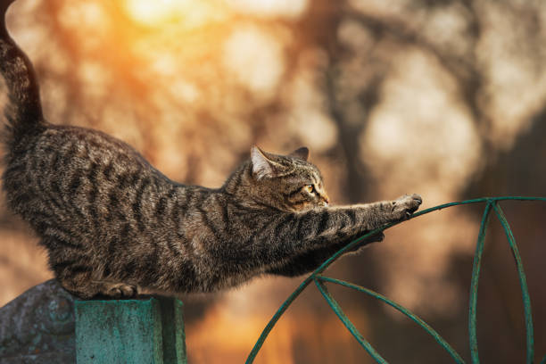 Adorable tabby kitten walking actively on a smooth, white surface, showcasing energy, personality, and curiosity.