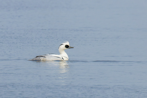 Smew, Mergellus albellus,  duck specie swimming in water, blue background