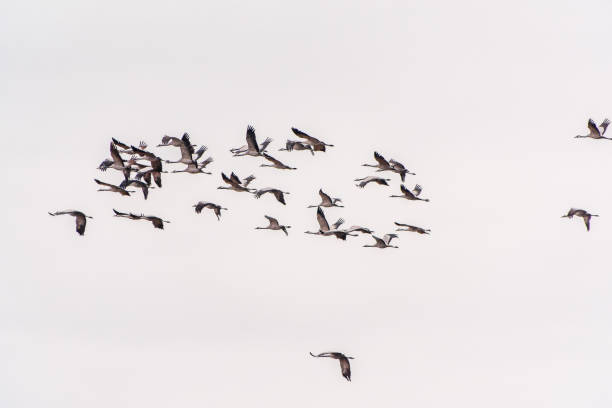 istock Flying cranes flock against blue sky 2148814254