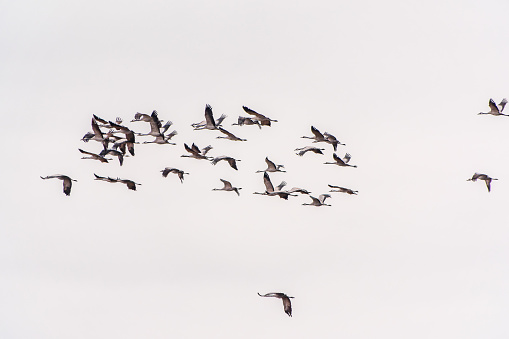 Flying cranes flock against blue sky. Silhouette of birds flying over wheat field at sunset