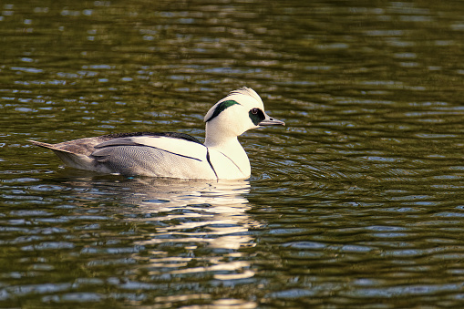 A spacious park with animals far from the city. Lutok is a waterfowl. The male during the mating season is white with a black back and a contrasting black pattern on the head, neck and wing.