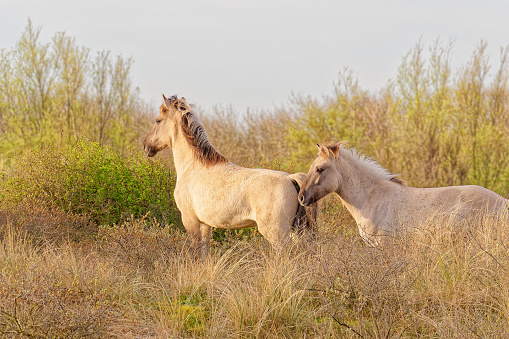 The hilly expanses of the North Sea coast. Polish Konik. Horses on free grazing. Unity with nature creates a mood and emphasizes the beauty of the horse. Netherlands.
