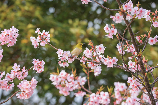 Close-up of Mejiro (Japanese White-Eye) bird sitting in Cherry blossom tree (sakura)