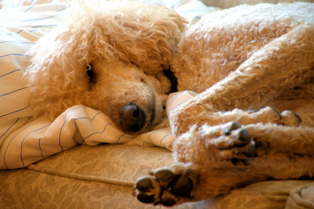 istock Shaggy standard poodle sleeping on a sofa. 2148815444