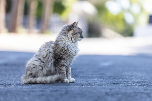 Dirty stray cat is standing on the middle of the street.
