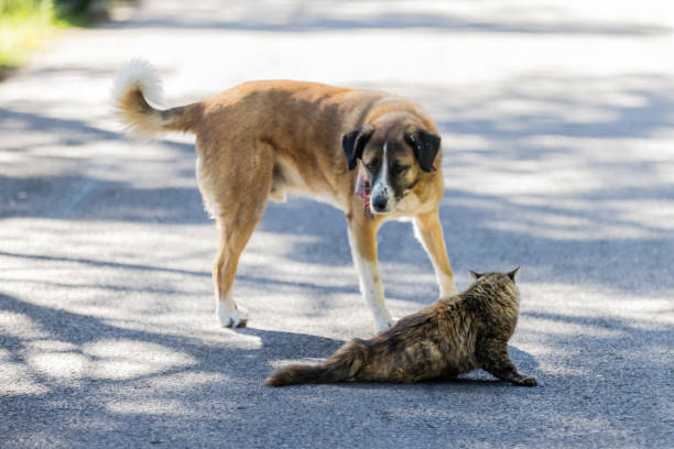 istock Dog and cat friendship. 2148815833