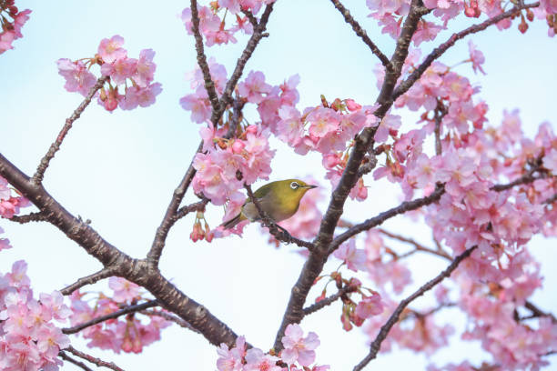 istock Beautiful White-eye Bird on  sakura flower 2148816317