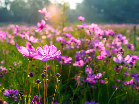 Beautiful purple cosmos flowers at cosmos field in moring sunlight. amazing of cosmos flower field landscape in sunset. nature flower  background.