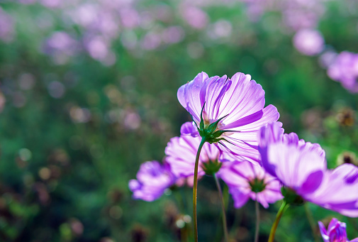 Close-up of beautiful cosmos flowers at cosmos field in moring sunlight. amazing of close-up of cosmos flower. nature flower  background.