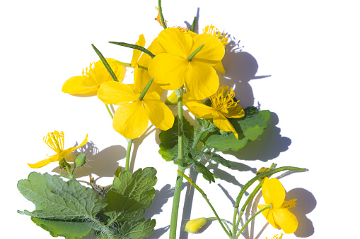 Blooming medicinal herb celandine (Chelidonium asiaticum), Isolated on white