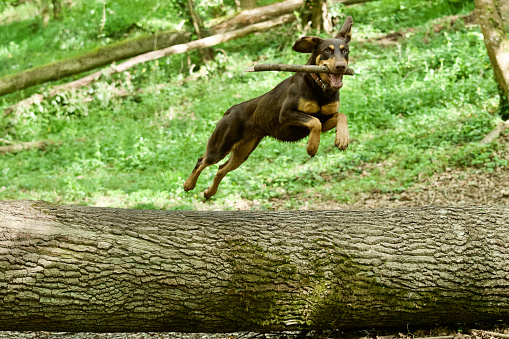 Side view of an amazing dog jumping above a trunk in a french forest at spring with a woodstick in its mouth.