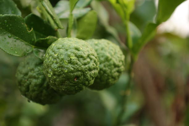 istock Green bergamot fruit on the tree 2148817382
