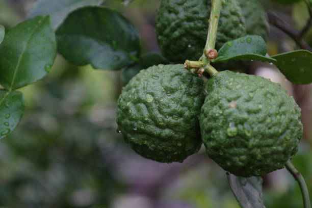 istock Green bergamot fruit on the tree 2148817392