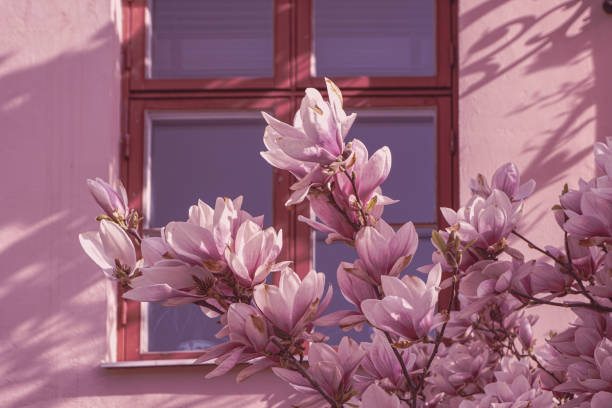 Flowering tree in of a building