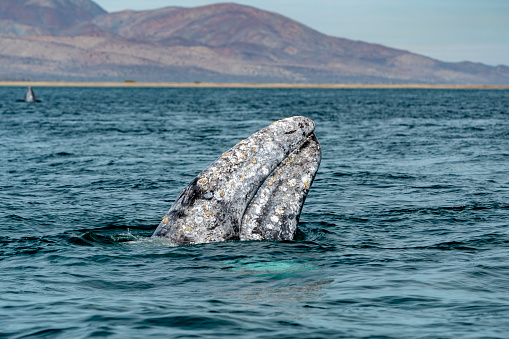A grey whale spy hopping in magdalene bay baja california sur mexico