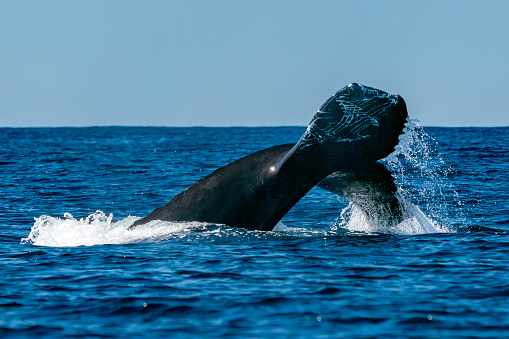 A damaged tail humpback whale in pacific ocean baja california sur mexico