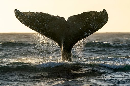 An humpback whale tail slapping in Cabo San Lucas pacific ocean baja california sur mexico at sunset