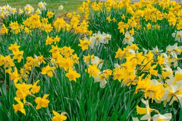 istock photography flowers daffodils 2148818279