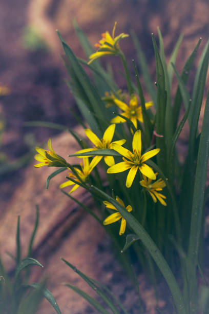 istock photography flower Kerria 2148818506