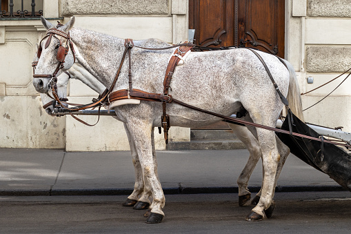 Two grey white horses in leather harness standing and waiting harnessed in Viennese fiacre for tourist rides