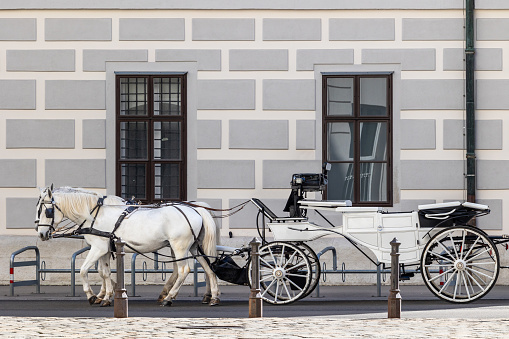 Typical Viennese Fiaker historical carriage with two white horses parked in front of historical facade