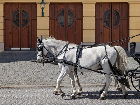 Two dapple grey horses passing in front of old wooden doors in Vienna old town drawing a fiacre carriage