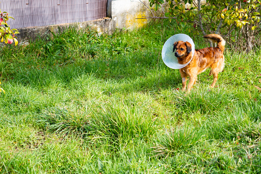 A dog with a cone on its head is standing in a grassy field. The cone is likely a temporary solution to protect the dog