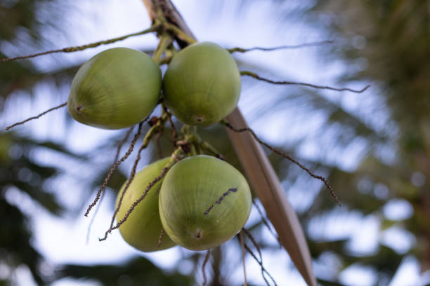 Green coconuts on a palm tree. Coconuts on the blue sky with palm leaves background