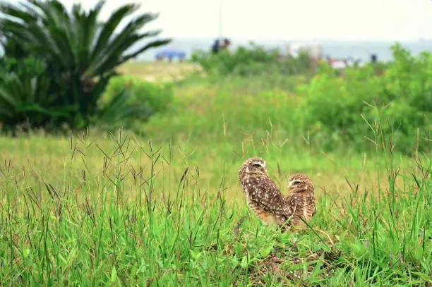 Couple of burrowing owls on a grass at Shangri-lá beach in Pontal do Paraná, Brazil.