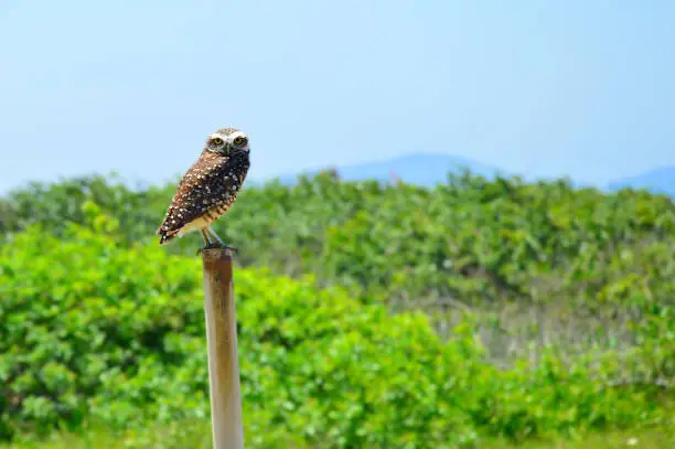 owl on top of a stake on the sandbank near Shangri-lá beach in Pontal do Paraná, Brazil