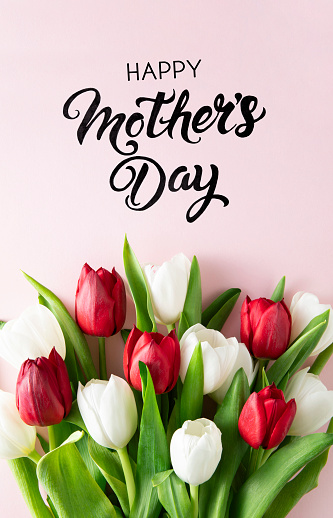 Beautiful white and red tulips on pink background with Mother’s Day message