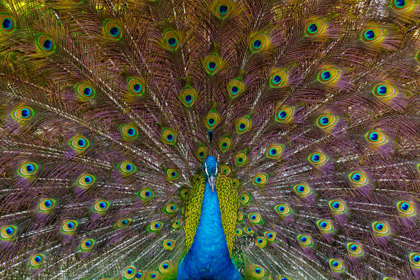 istock peacock,Peafowl or Pavo cristatus, live in a forest natural park colorful spread tail-feathers gesture elegance. At Suan Phueng, Ratchaburi, Thailand. Leave space for banner text input. 2148819836