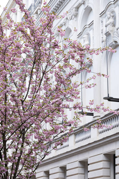 istock Flowering trees in the city cherry blossom 2148819842