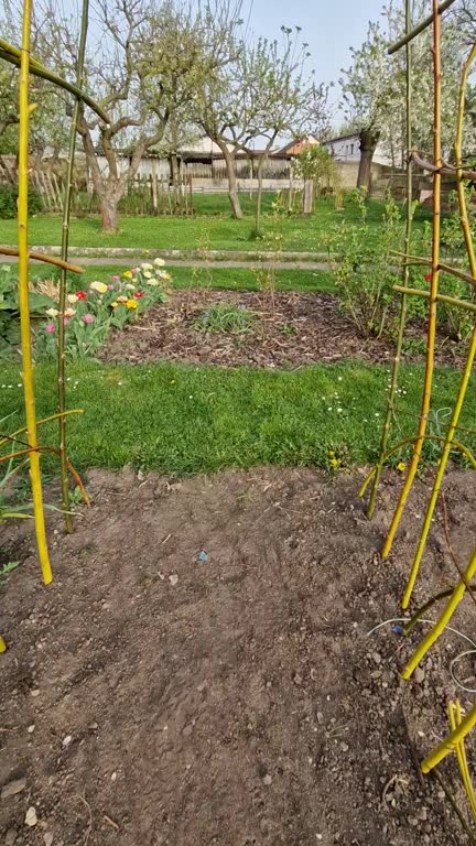 a willow tunnel made of wicker is a support for creeping plants. vegetables such as cucumbers and melons can be hung on a trellis where they will not succumb to mould
