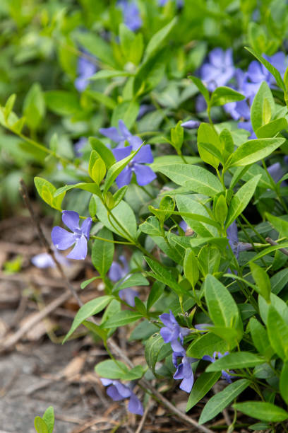 istock Periwinkle flower. Garden plant. 2148820547