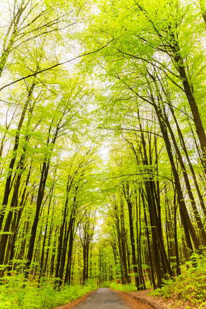 Beautiful spring forest landscape, fresh green leaves on trees, spring in deciduous forest.