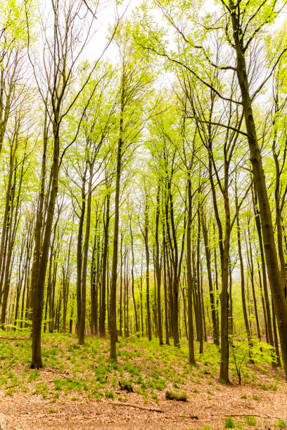 Beech forest in springtime. Looking up at the sky