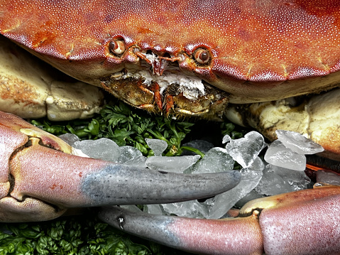 fresh crab for sale at the fish market
