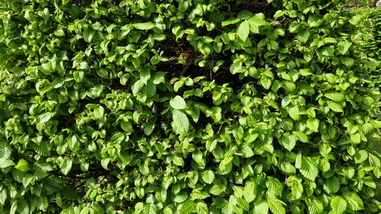 hornbeam hedge close up. the wind moves the fresh green fluttering leaves. background of fresh spring foliage