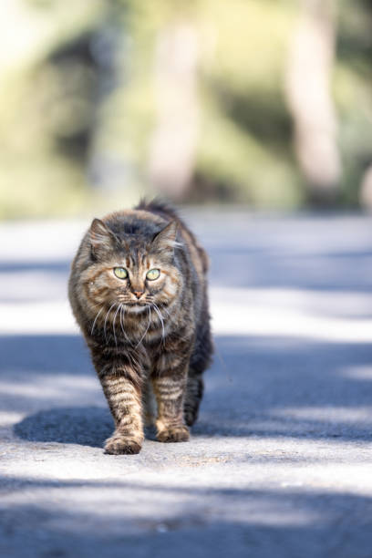 A Ginger cat on a harness and leash walking outside with his owner. Cat is in move