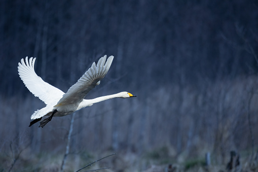 Bird Whooper Swan Cygnus cygnus in early morning light, Poland Europe Knyszynska Primeval Forest wetlands in the middle of the old forest