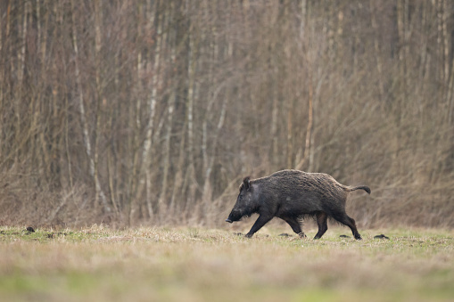 Mammals - Wild boar Sus scrofa, animal runing, early spring meadow, wildlife Poland Europe