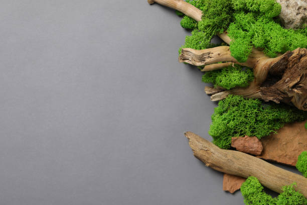 istock Moss with wood and stones on gray background, space for text 2148821883